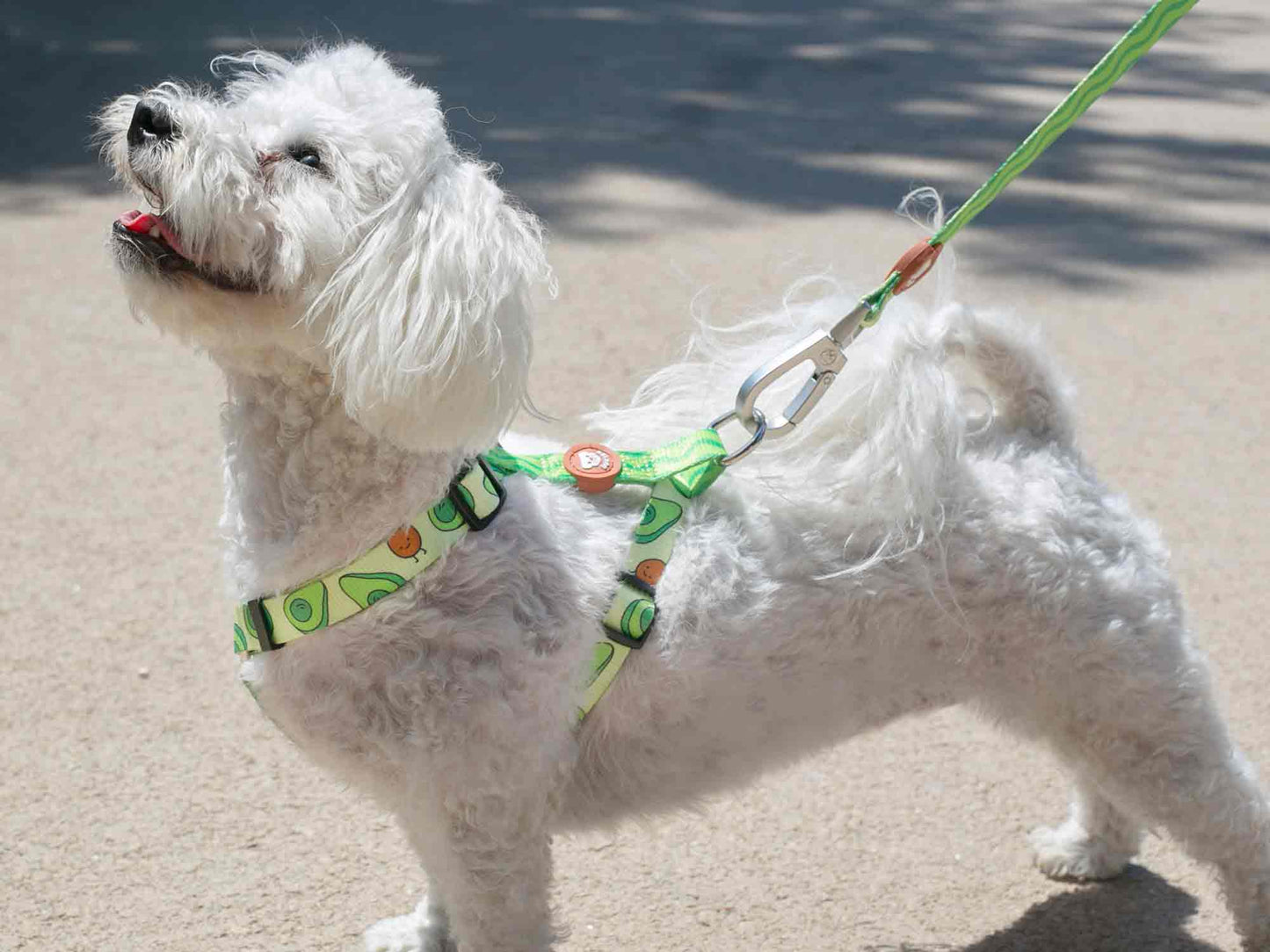 ARNÉS CLÁSICO PARA PERRO AGUACATE