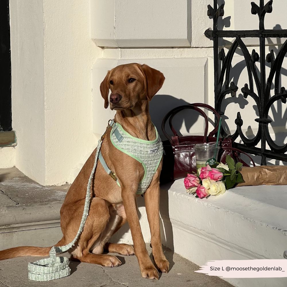 Laisse en tweed texturé Matcha