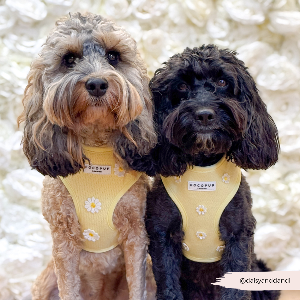 Buttercup Pup Adjustable Neck Harness: M