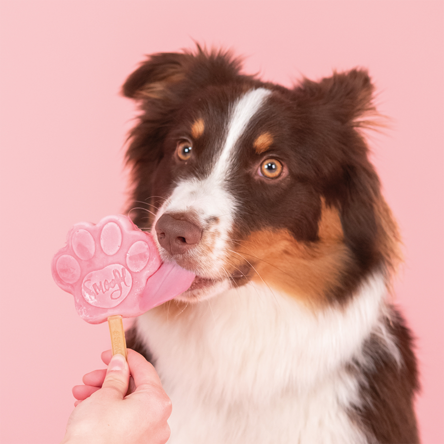 Mezcla de sandía para helado para perros