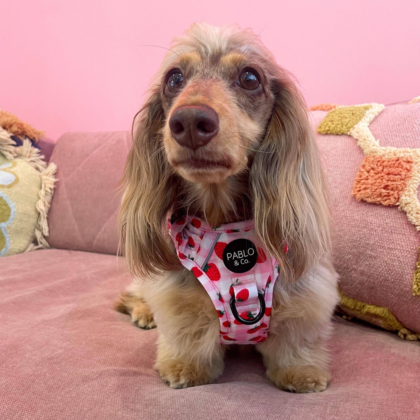 Strawberry Fields : harnais pour chien No Pull Adventure: M