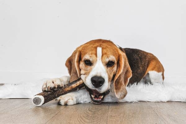 EKTOR - Astas enteras para morder de ciervo para perros: S