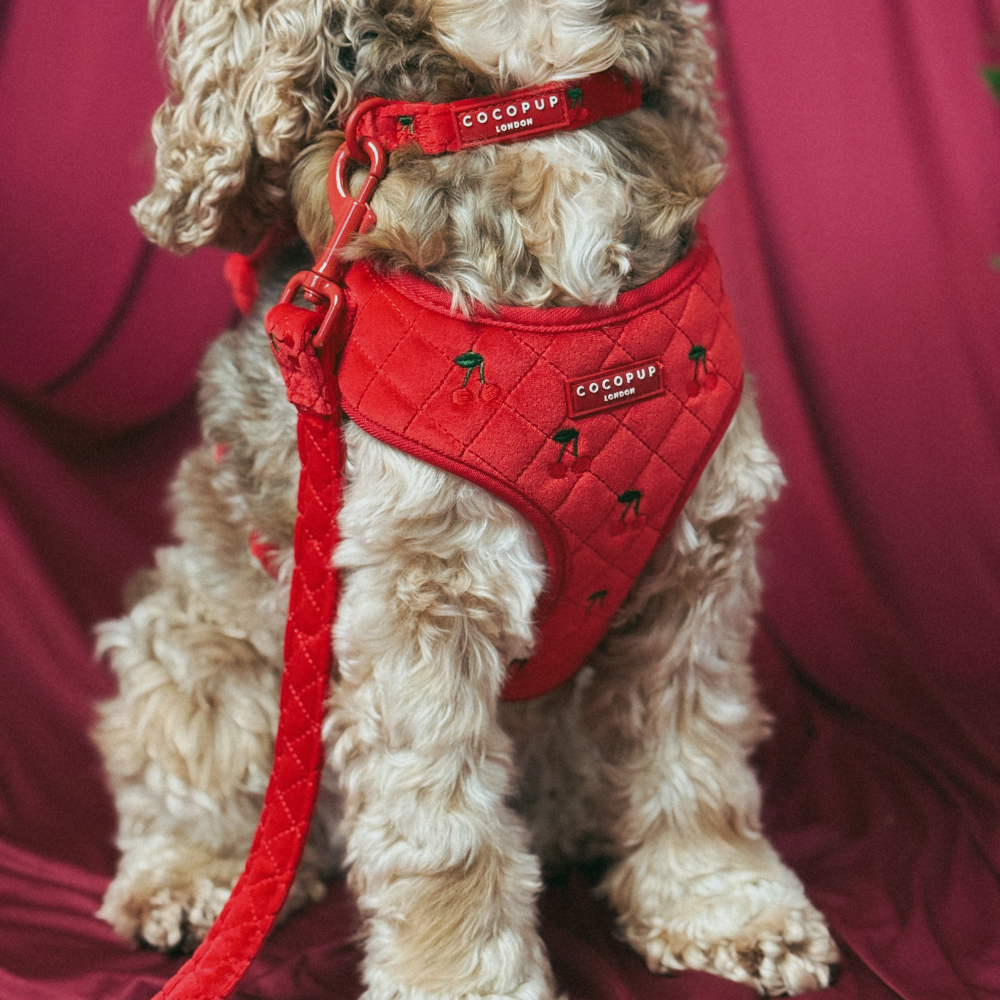 Harnais Réglable de Cou Cherry Velvet Crush: M