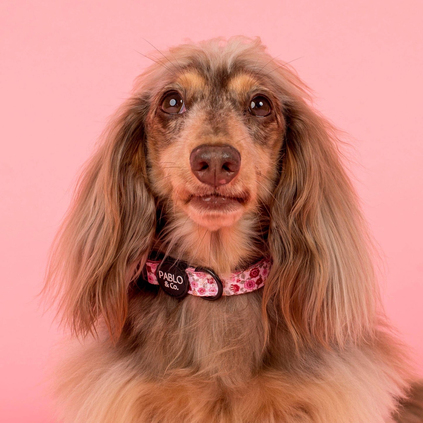 Primrose : Collar para perro: H