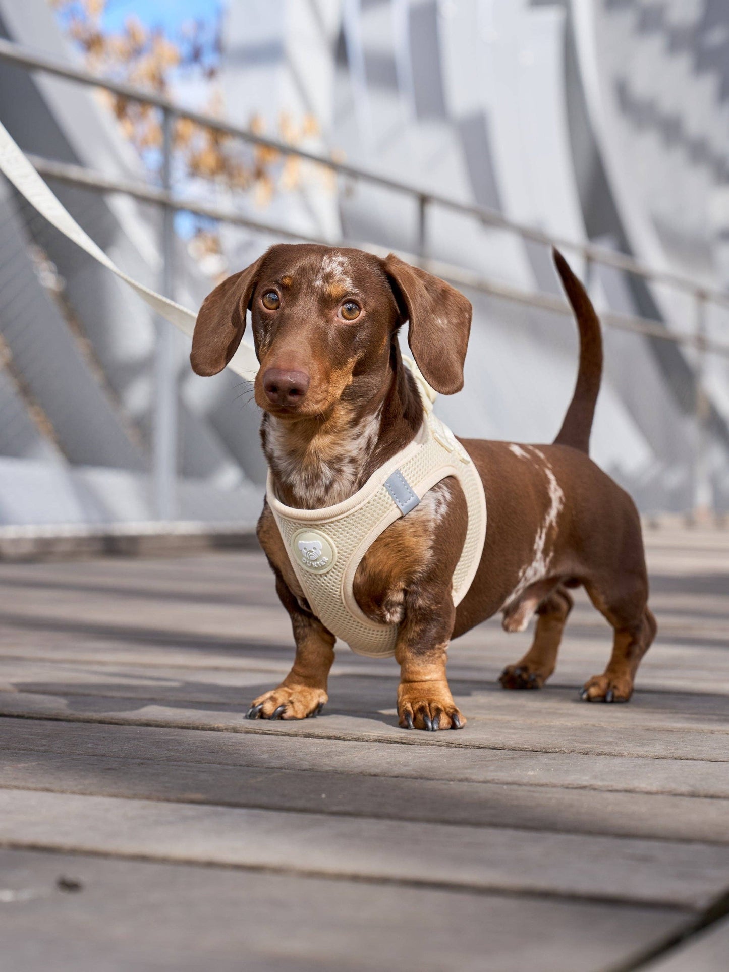 HARNAIS BODY CHIEN BEIGE: M
