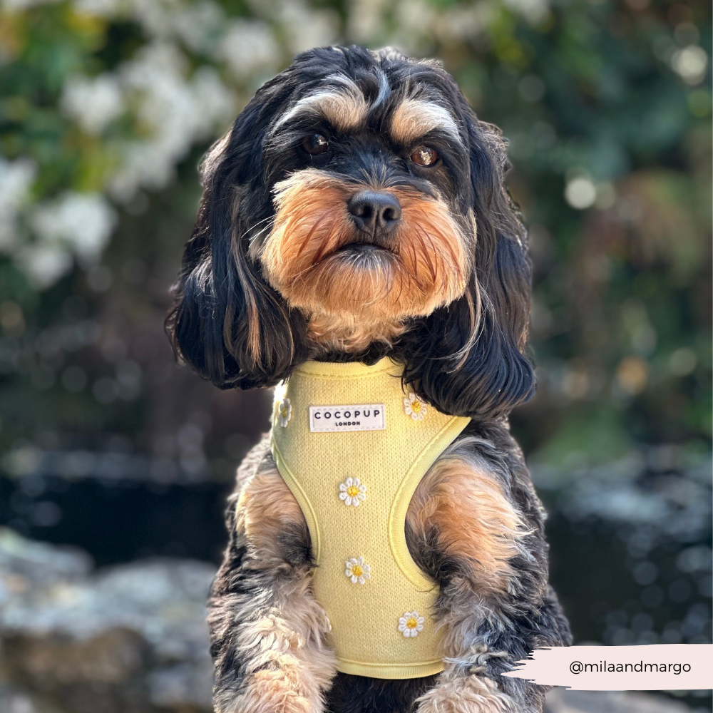 Buttercup Pup Adjustable Neck Harness: M