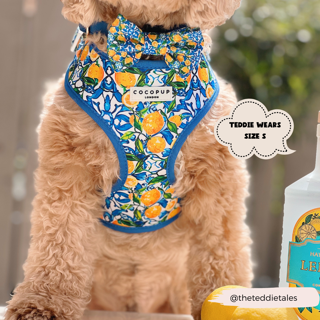 Arnés ajustable para perro con cuello estilo limón de Amalfi: M