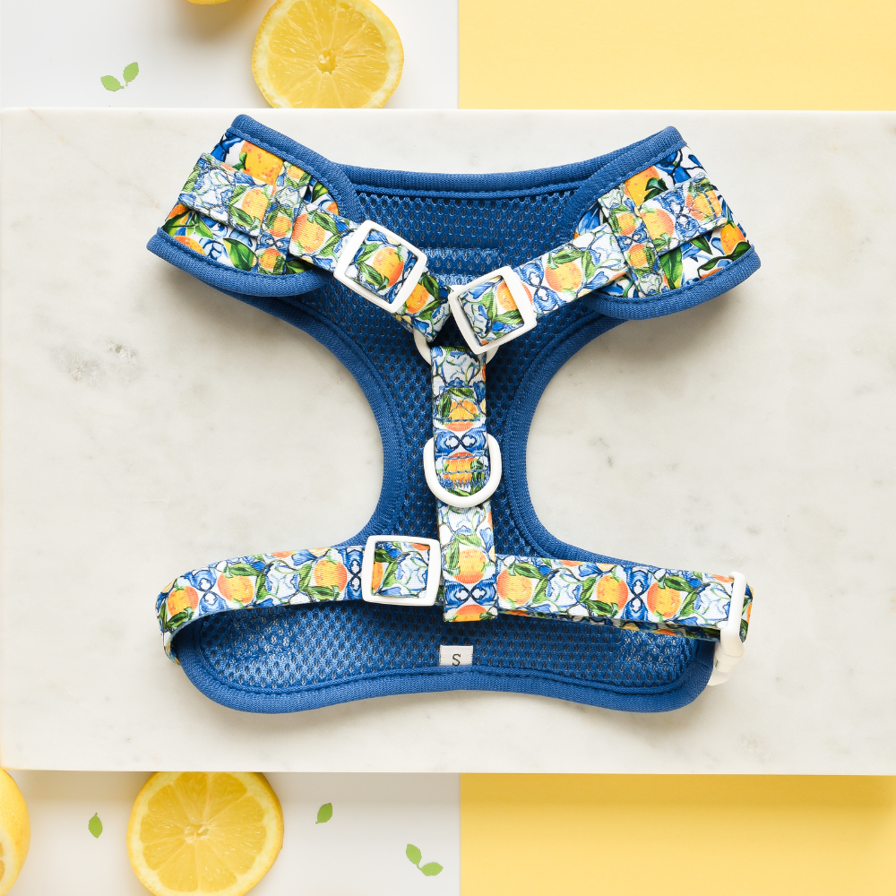 Arnés ajustable para perro con cuello estilo limón de Amalfi: M