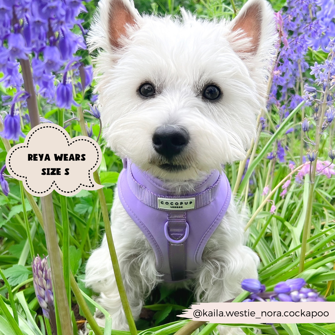 Arnés ajustable para perro NAKD Parma Violets: M