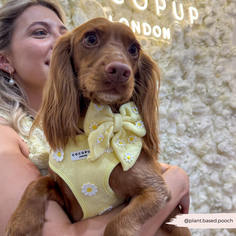 Buttercup Pup Adjustable Neck Harness: M