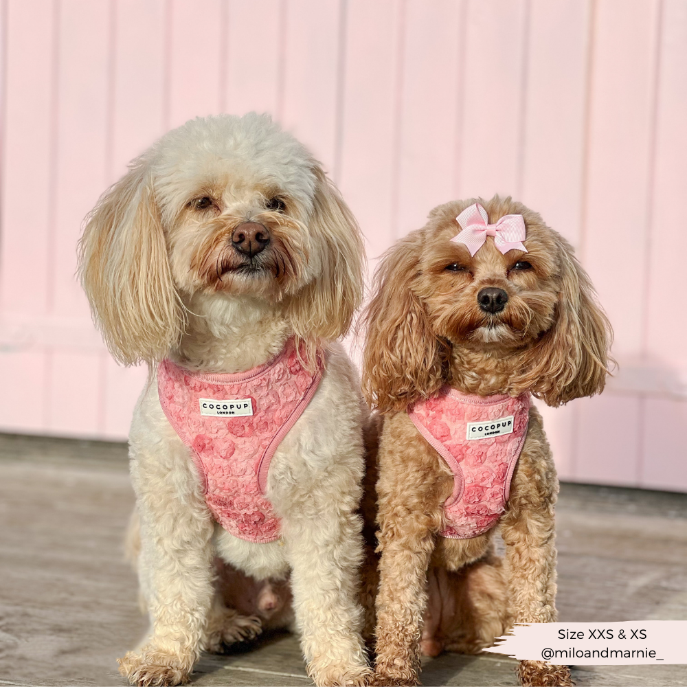 Arnés de cuello ajustable Peony Pup: M