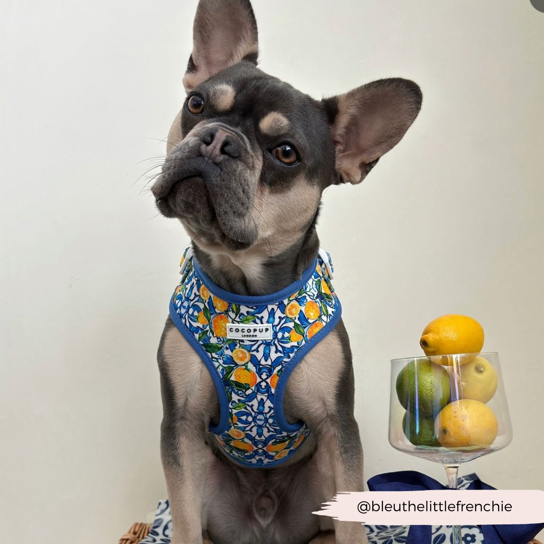 Arnés ajustable para perro con cuello estilo limón de Amalfi: M