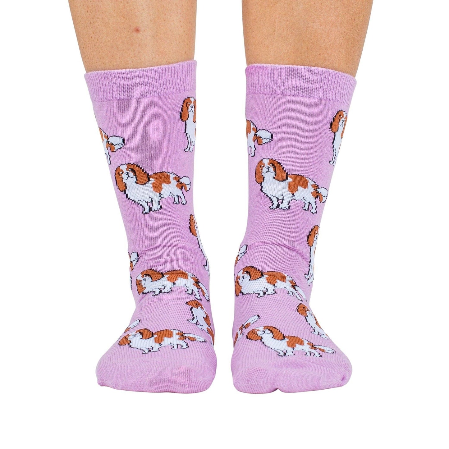 Chaussettes Dog Race: Chihuahua