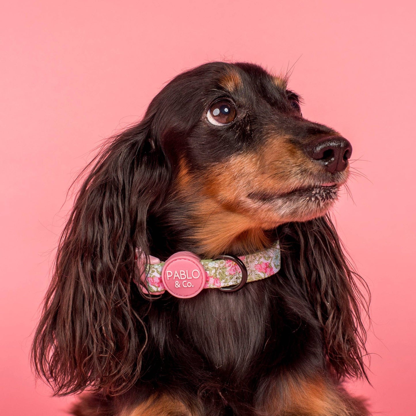 Flora y Helecho: Collar para perro