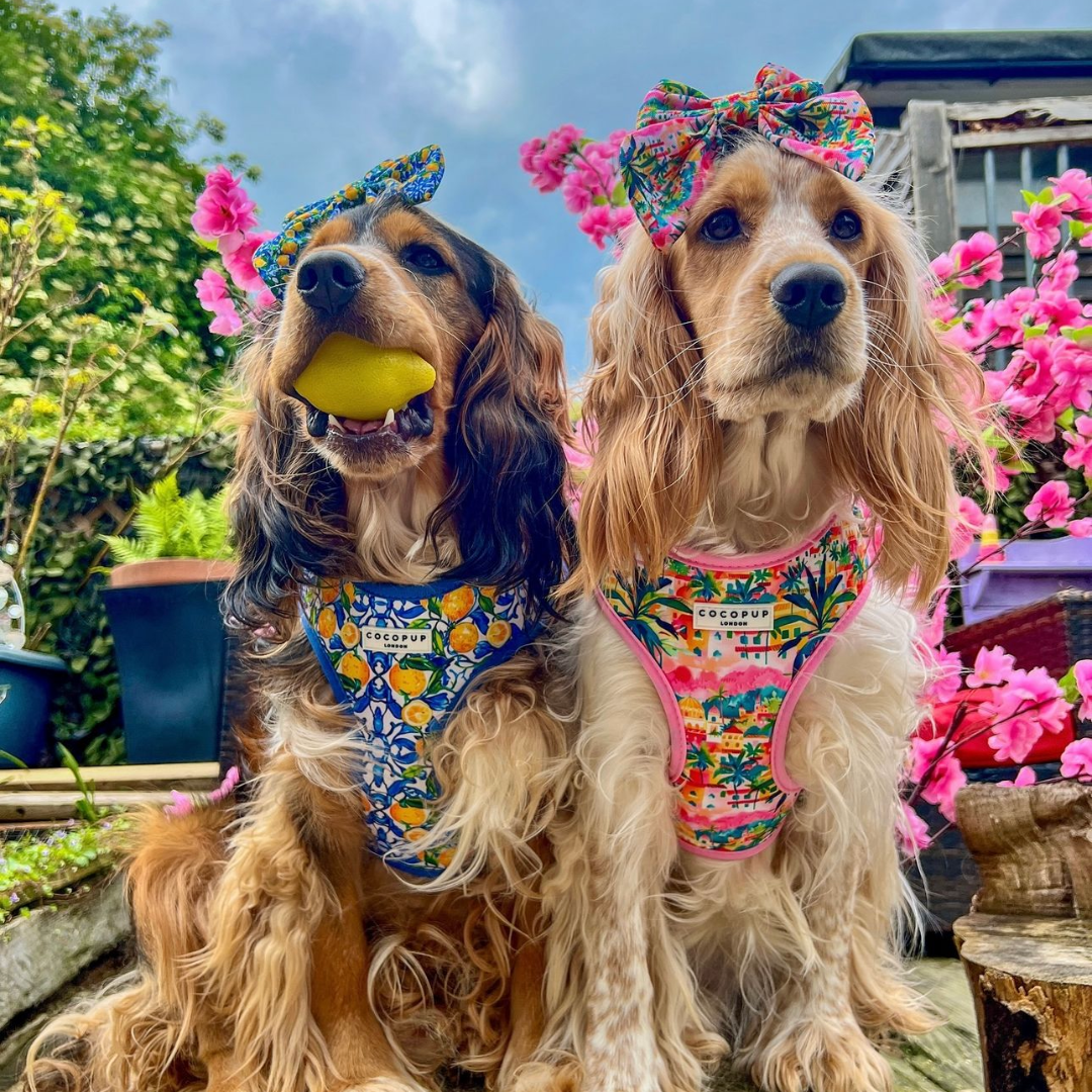 Arnés ajustable para perro con cuello estilo limón Amalfi: L