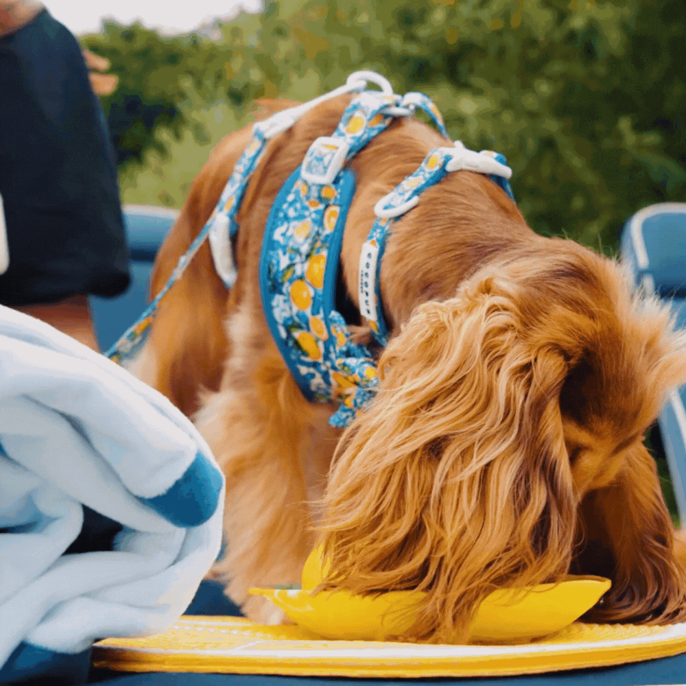 Arnés ajustable para perro con cuello estilo limón Amalfi: L