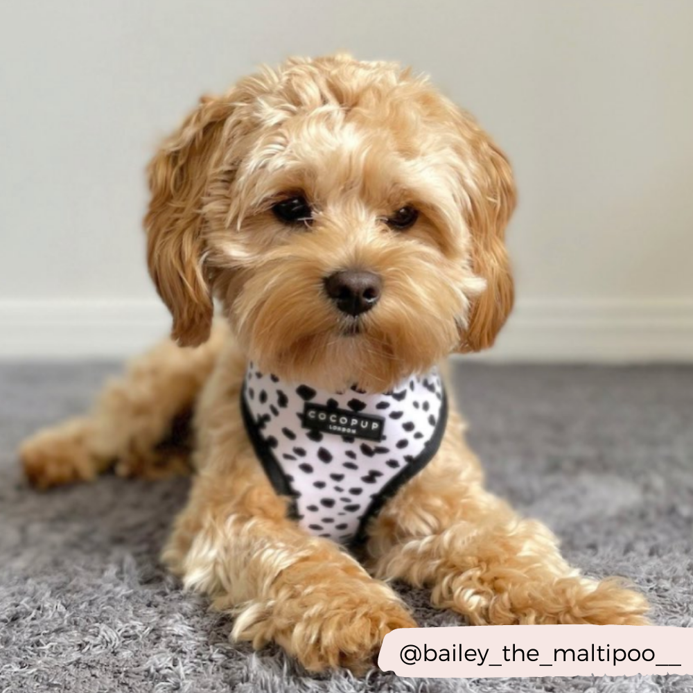 Arnés Ajustable para Perro con Estampado de Manchas Monocromáticas: M