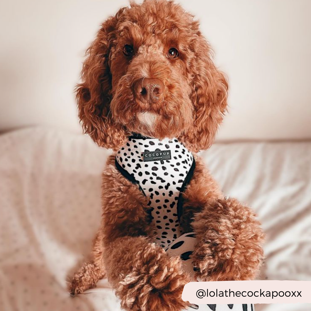 Arnés Ajustable para Perro con Estampado de Manchas Monocromáticas: M
