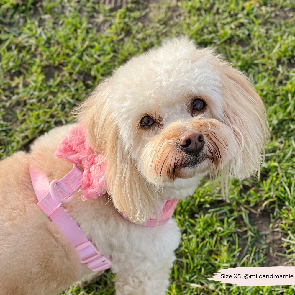 Arnés de cuello ajustable Peony Pup: M