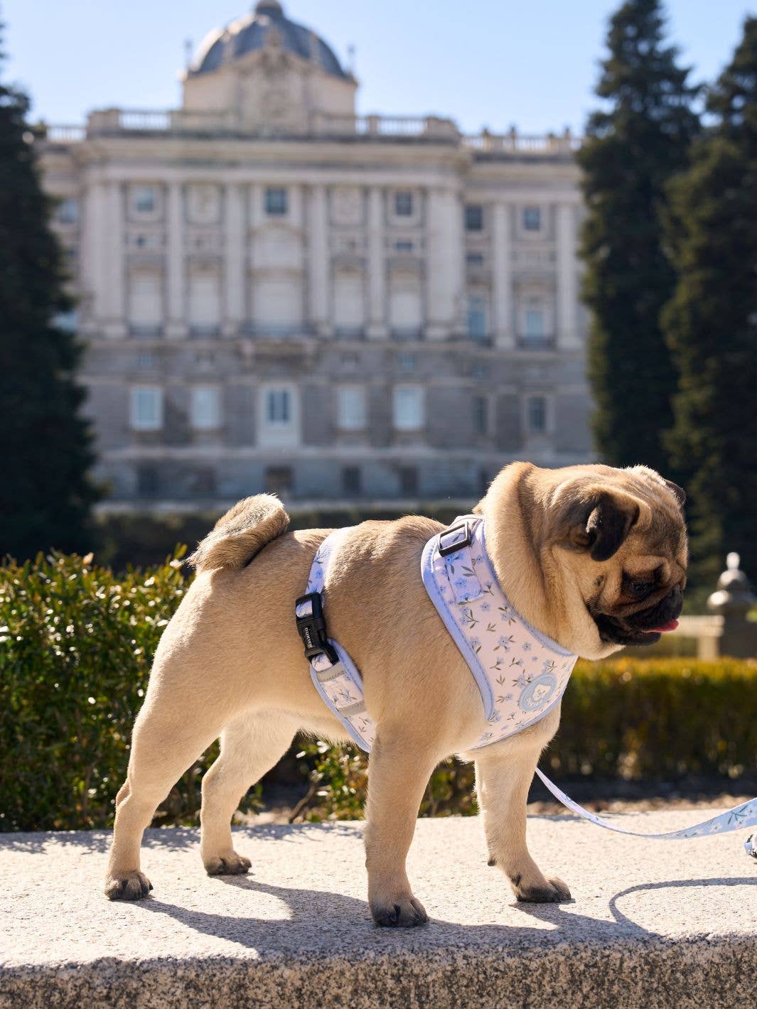 Harnais ajustable pour chien Bloom : S
