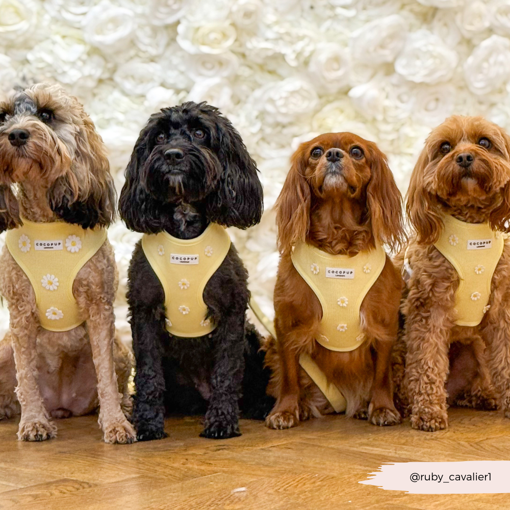 Harnais ajustable pour le cou Buttercup Pup : S