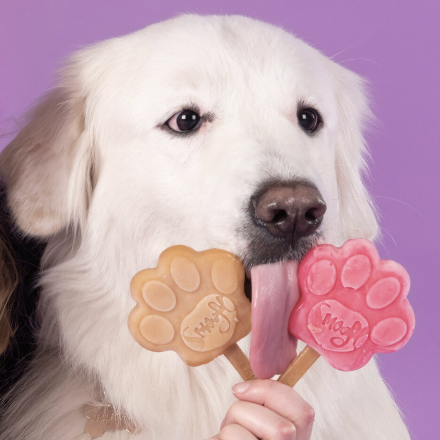 Kit de inicio mediano de helado para perros