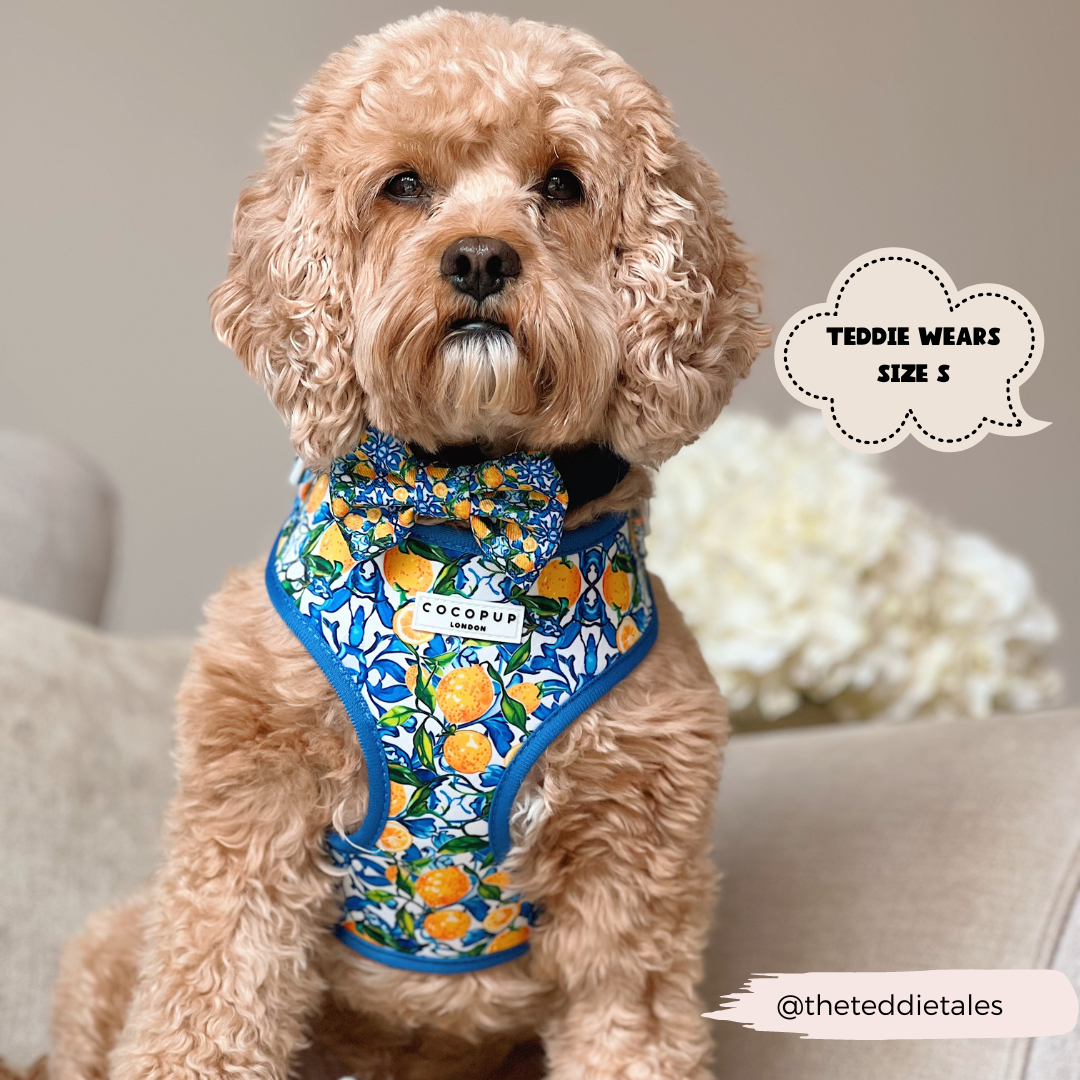 Arnés ajustable para perro con cuello estilo limón Amalfi: L