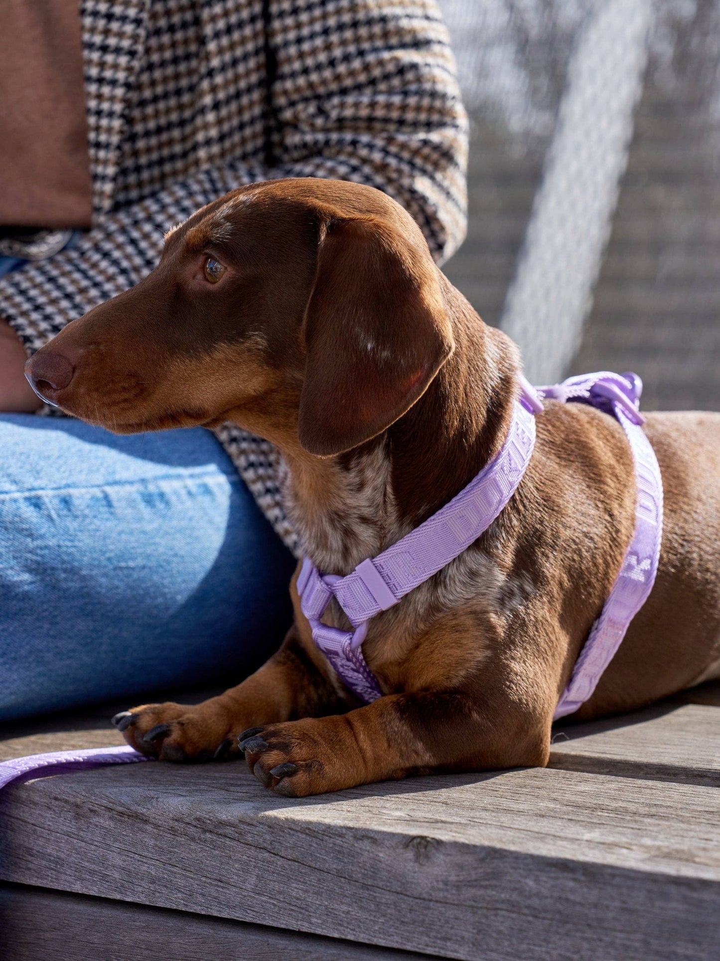 ARNÉS CLÁSICO MORADO PARA PERRO