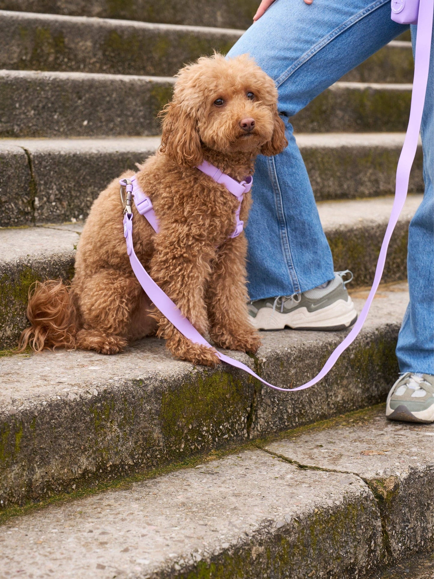 ARNÉS IMPERMEABLE PARA PERRO MORADO: S