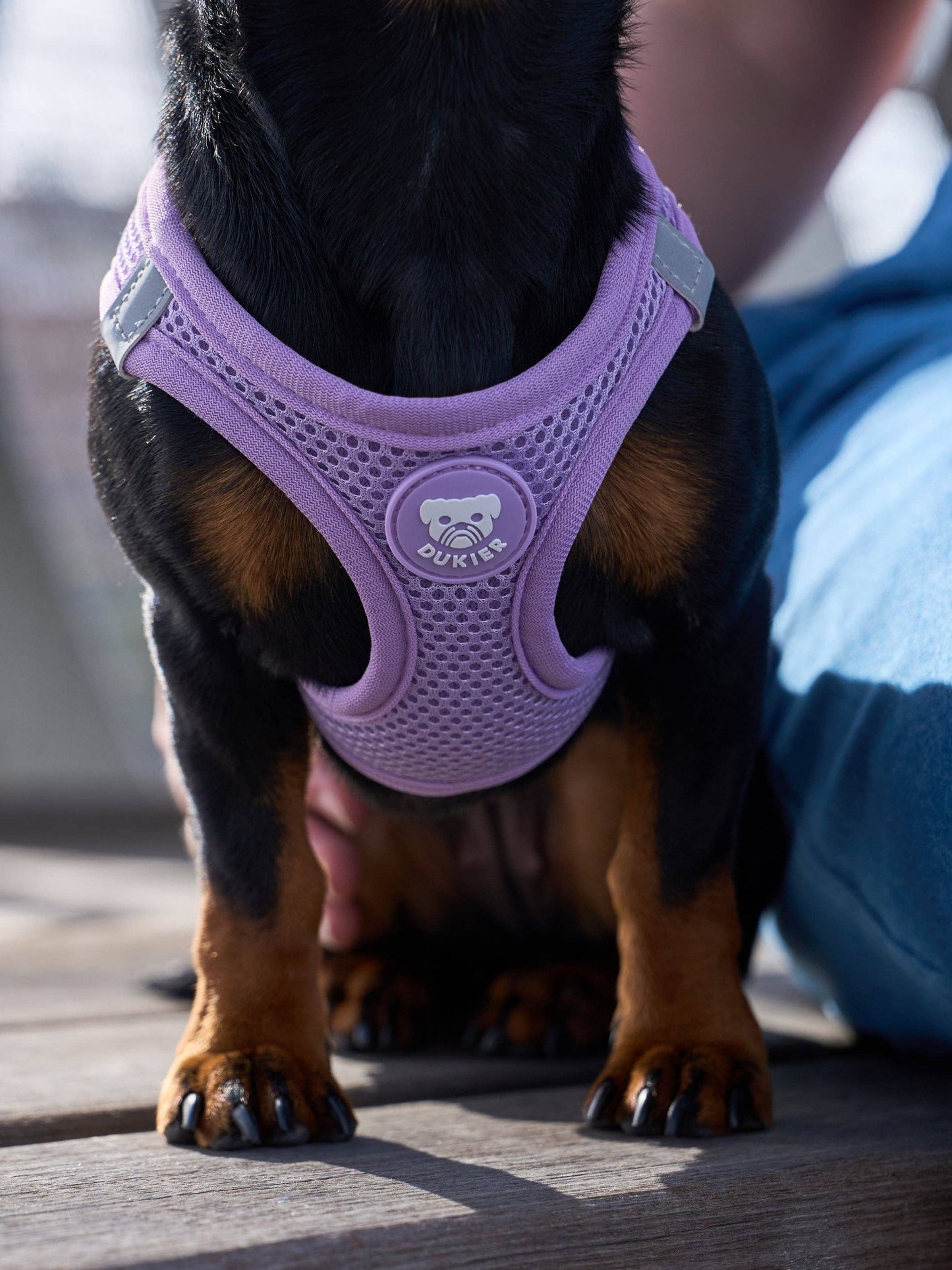 ARNESES BODY PERRO VIOLETA: XS