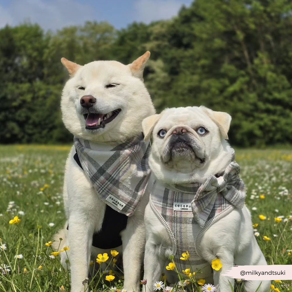 Pañuelo bandana a cuadros de primavera