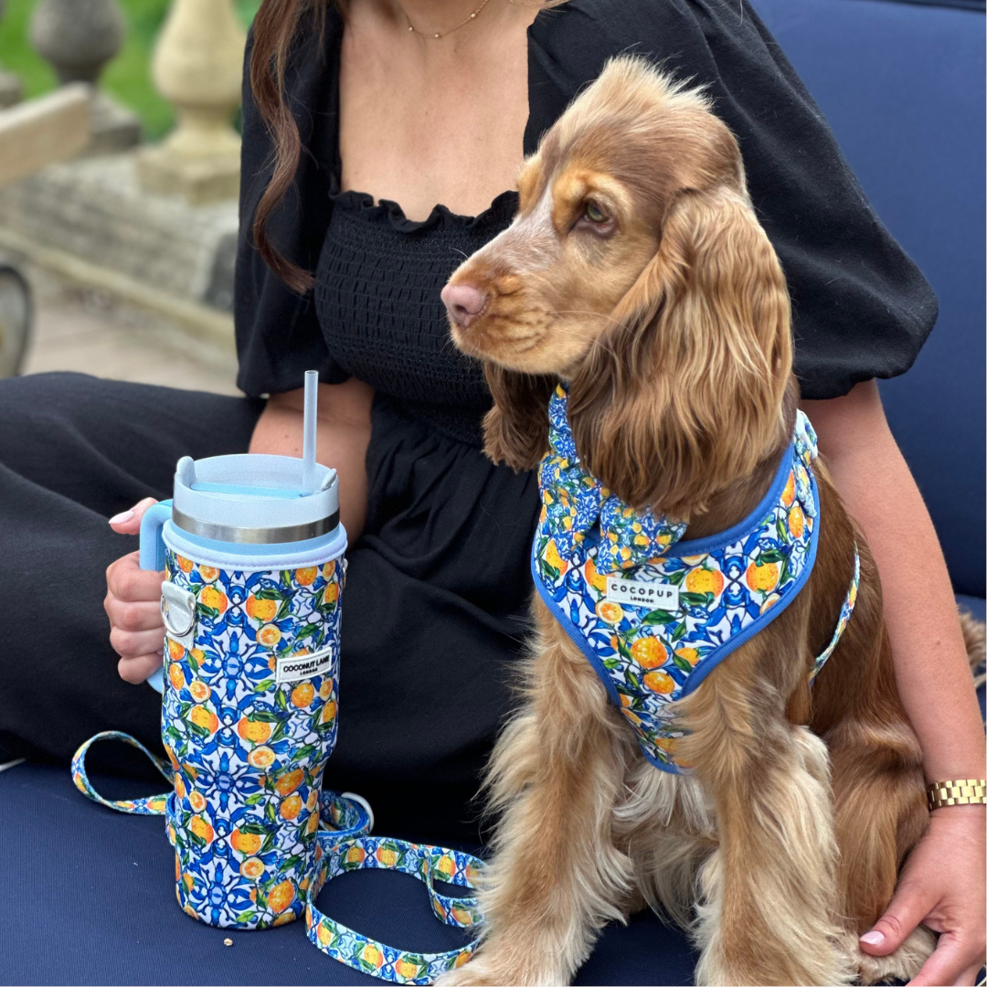 Arnés ajustable para perro con cuello estilo limón Amalfi: S