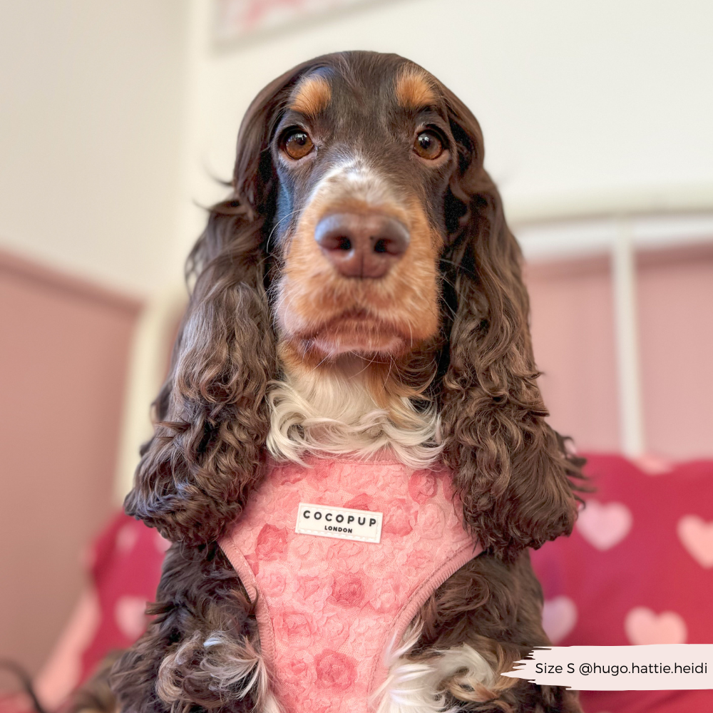 Arnés de cuello ajustable Peony Pup: M
