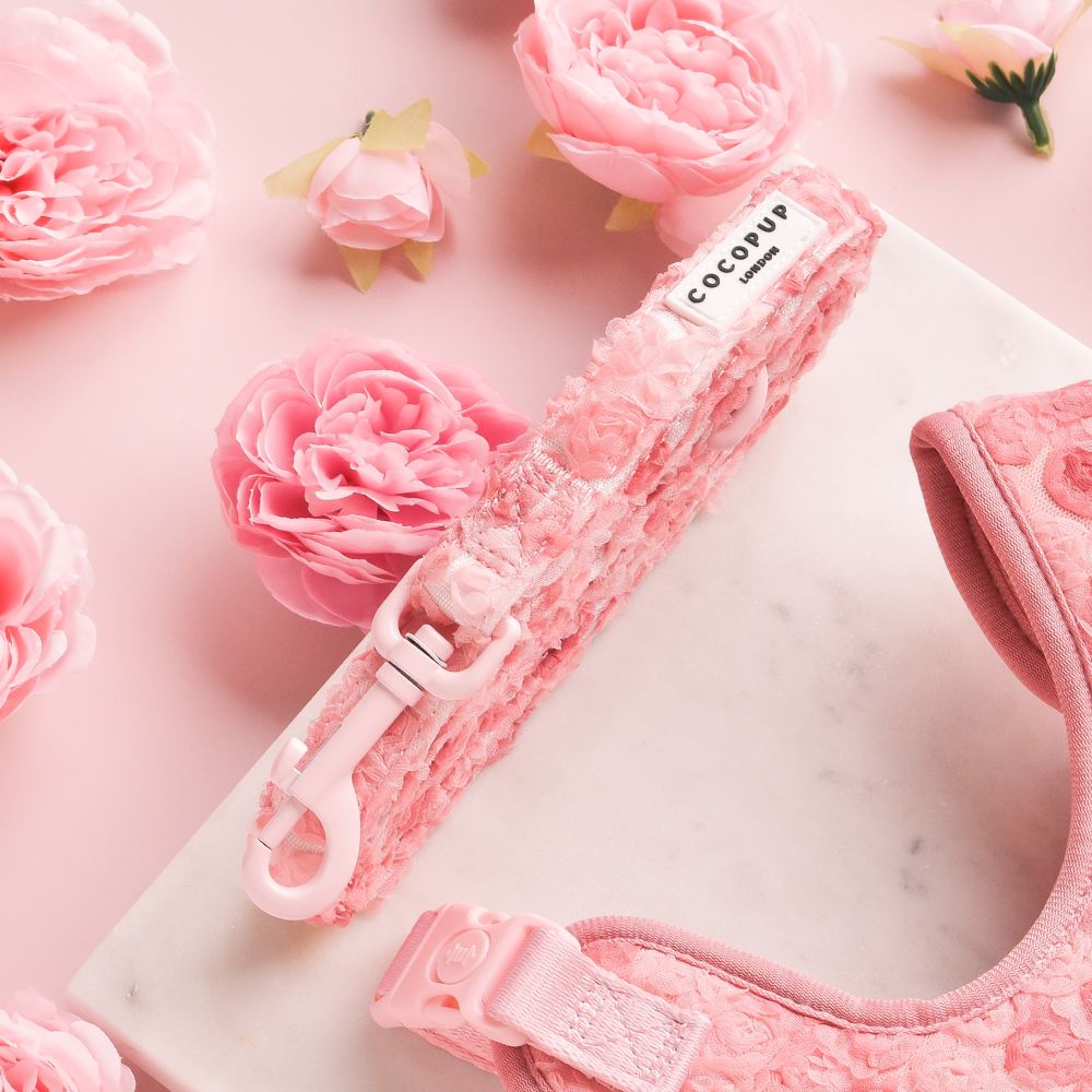 Correa para cachorros Peony