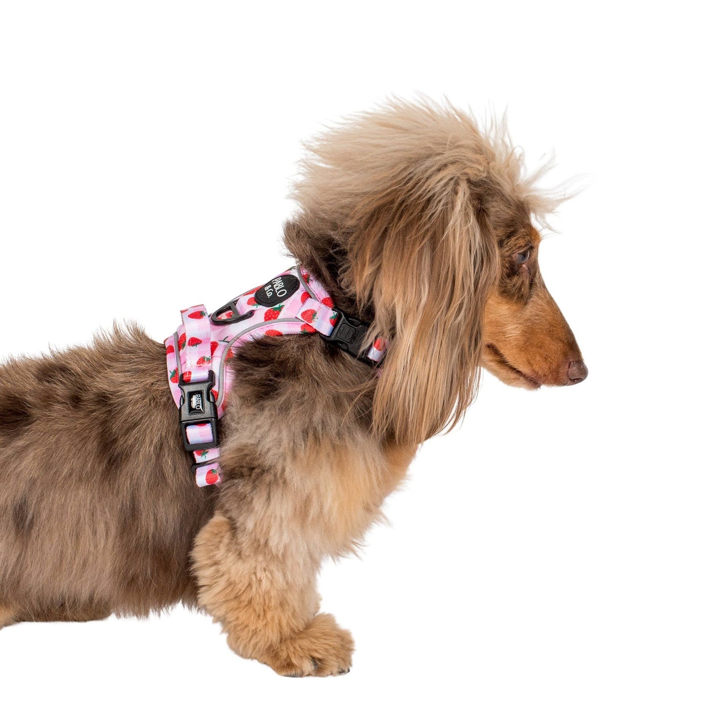 Strawberry Fields : harnais pour chien No Pull Adventure: M