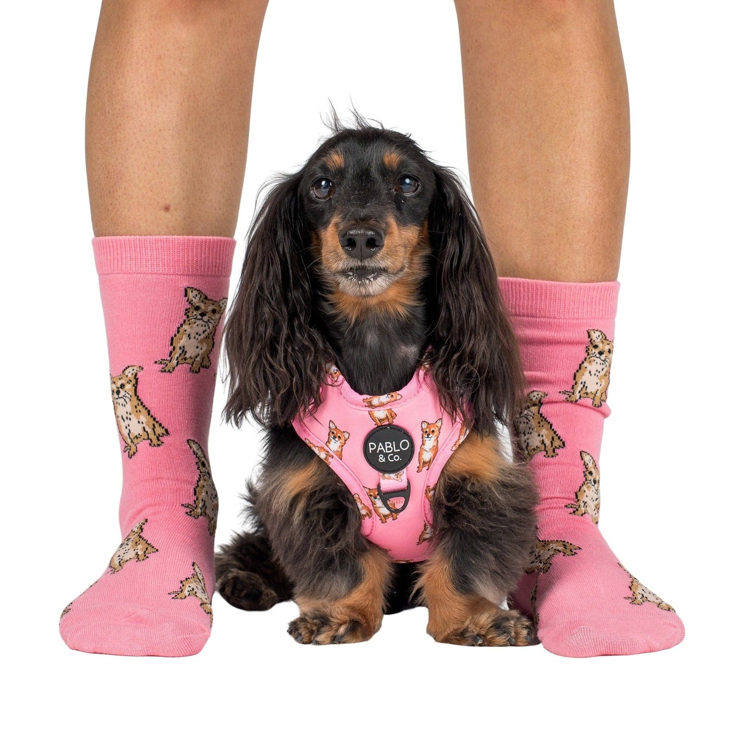 Chaussettes Dog Race: Poméranie