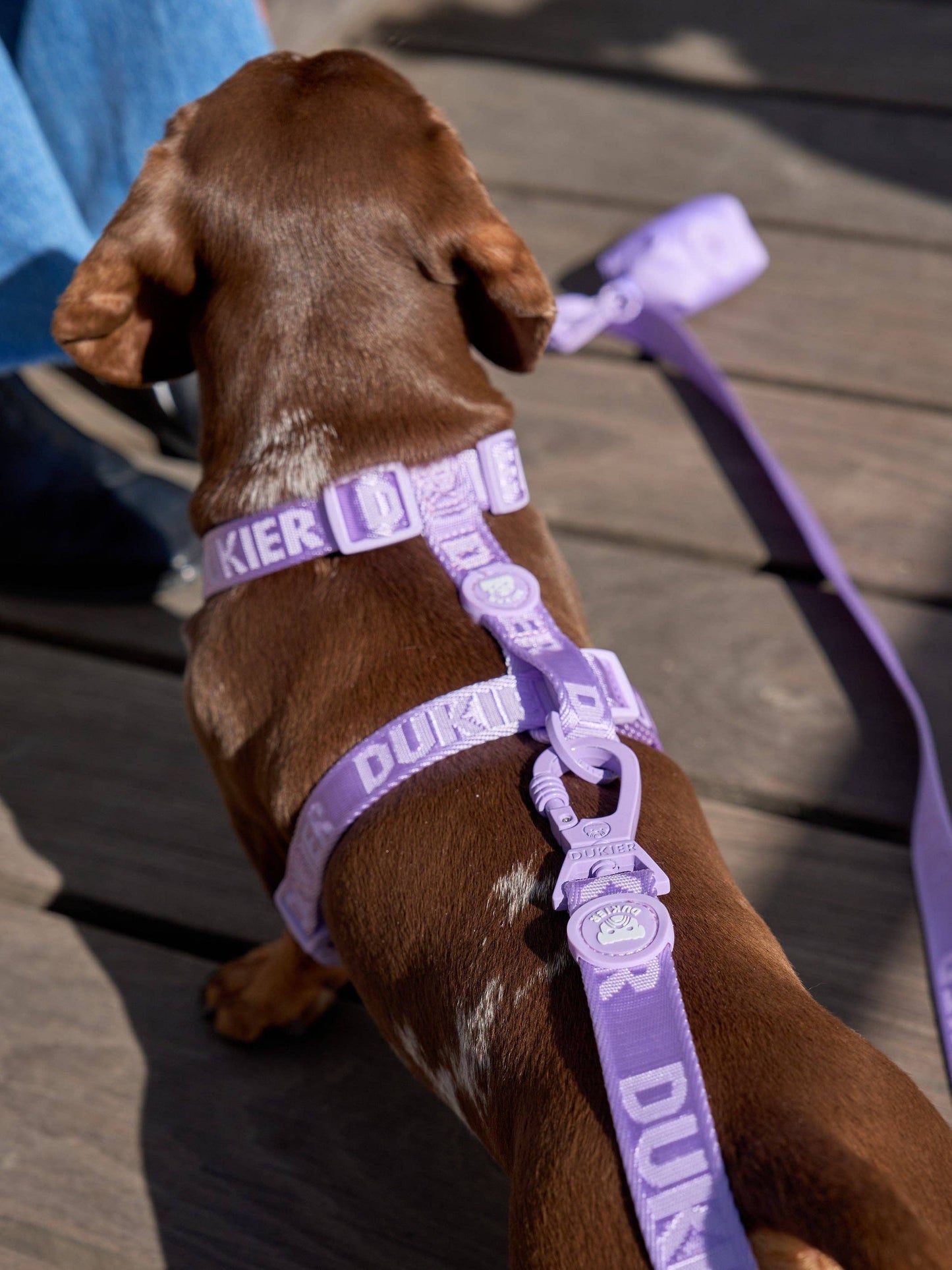 ARNÉS CLÁSICO MORADO PARA PERRO