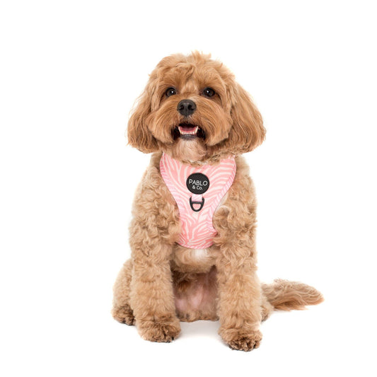 Pink Zebra : HARNAIS AJUSTABLE POUR CHIEN: Petit