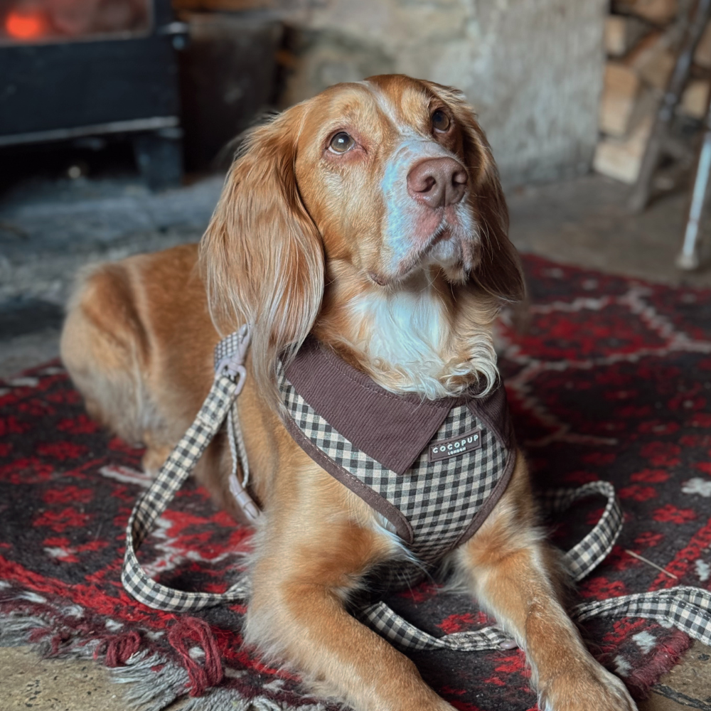 Arnés de cuello ajustable Cotswolds Check: M