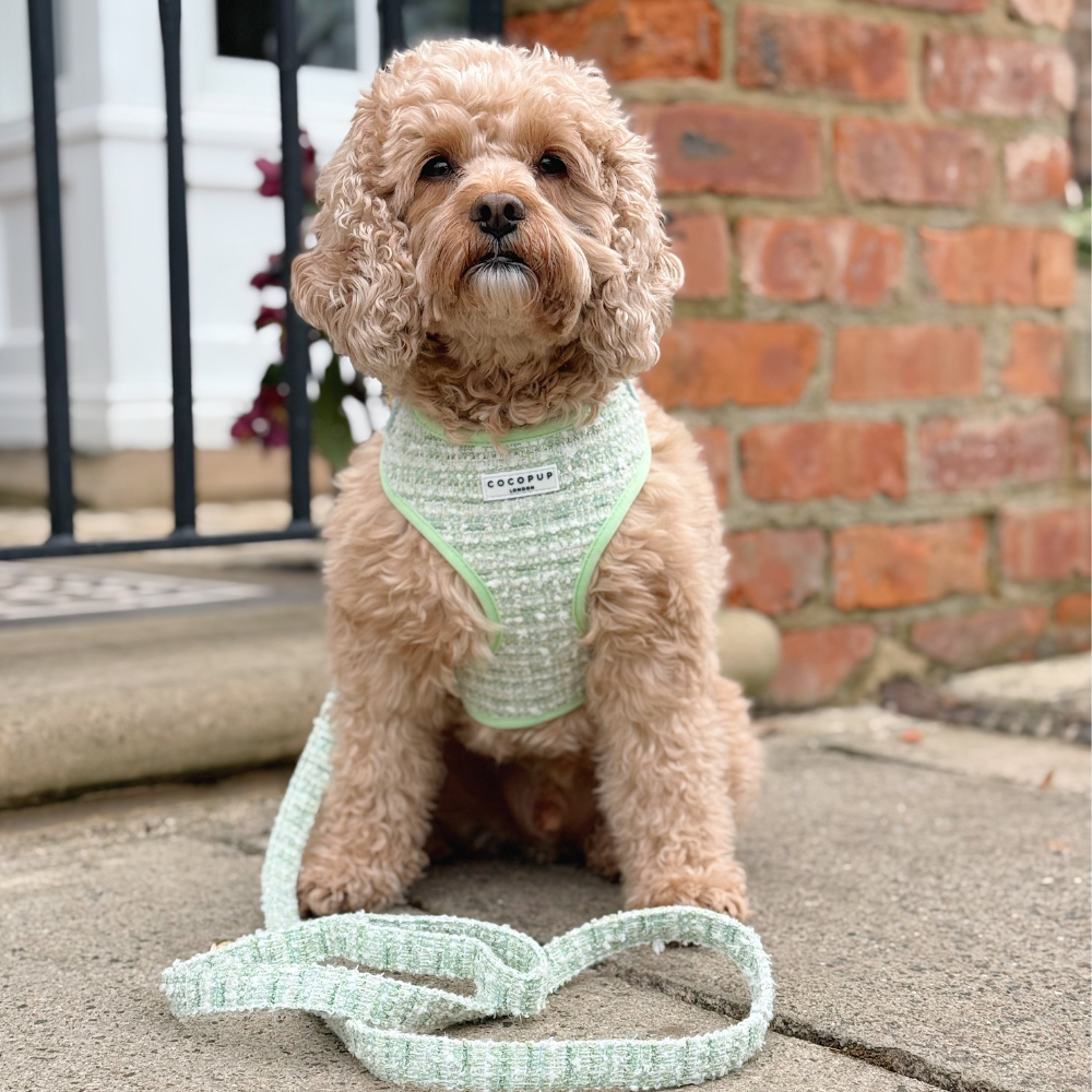 Laisse en tweed texturé Matcha