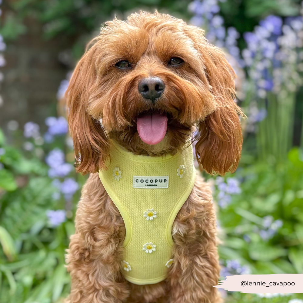 Buttercup Pup Adjustable Neck Harness: M
