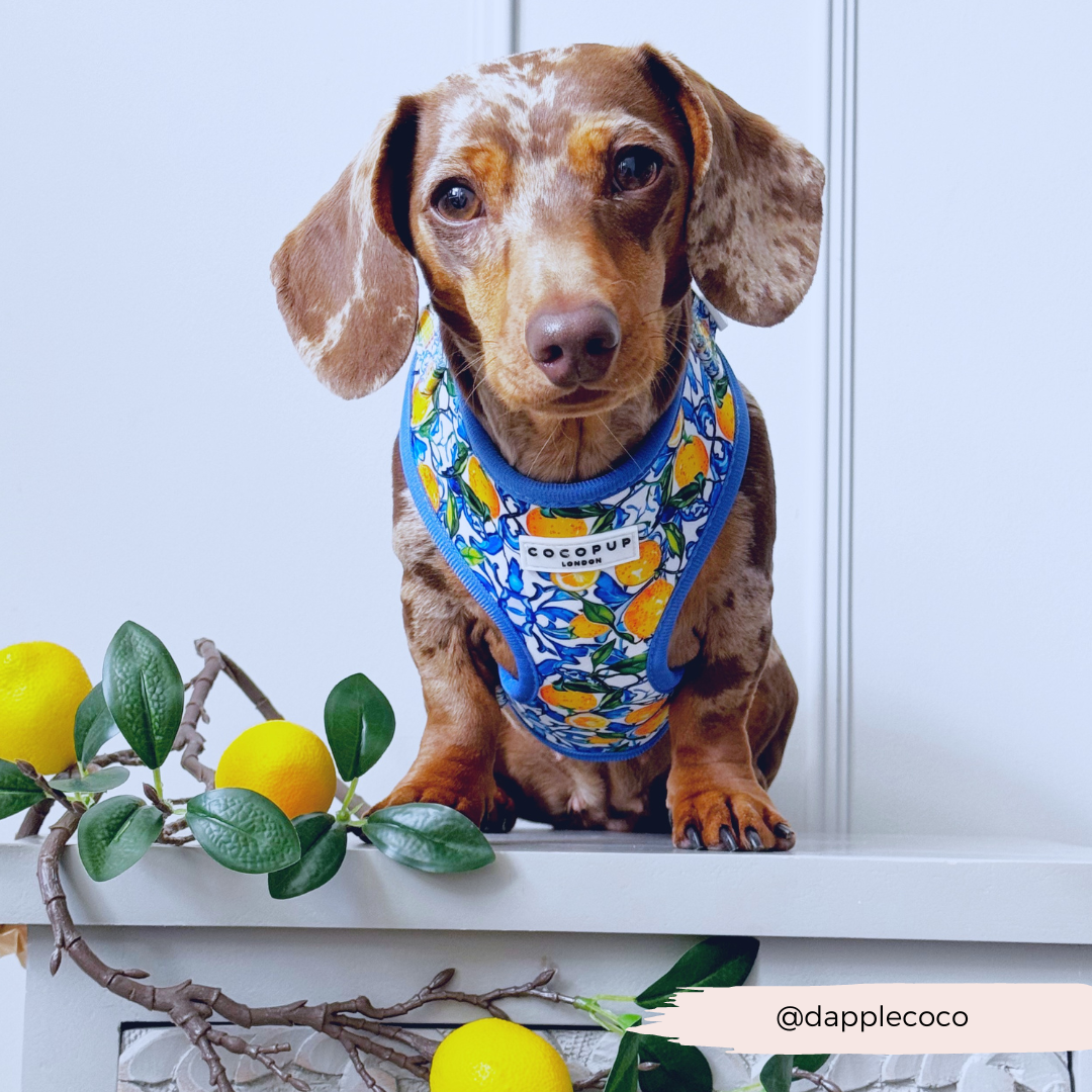 Arnés ajustable para perro con cuello estilo limón Amalfi: L