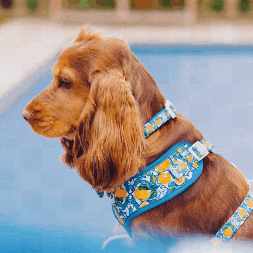 Arnés ajustable para perro con cuello estilo limón Amalfi: L
