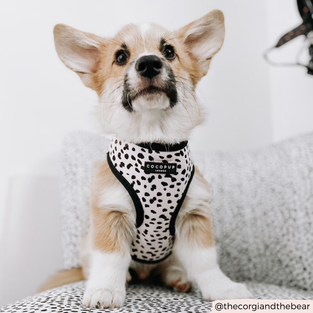 Arnés Ajustable para Perro con Estampado de Manchas Monocromáticas: M
