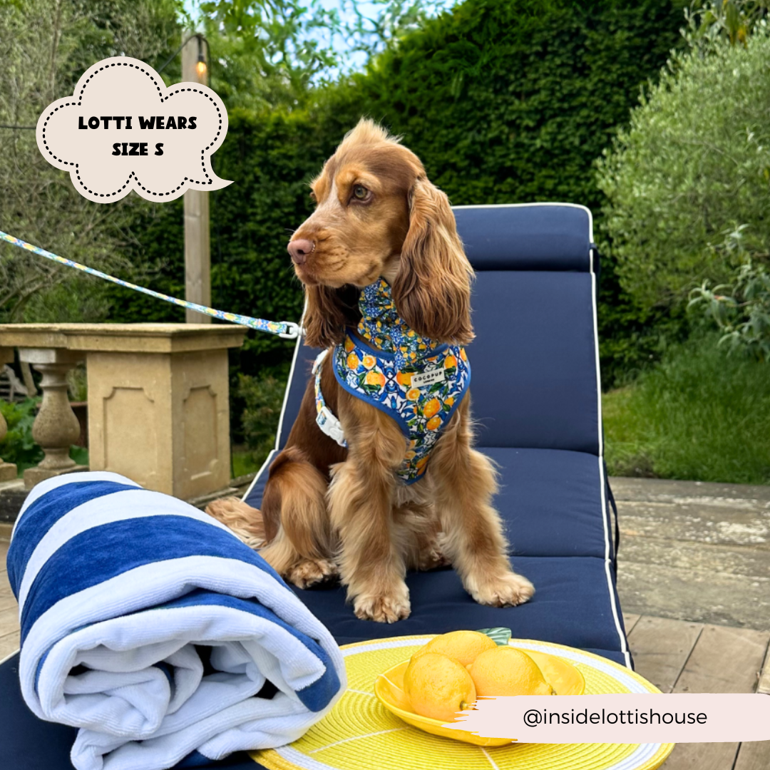 Arnés ajustable para perro con cuello estilo limón de Amalfi: M