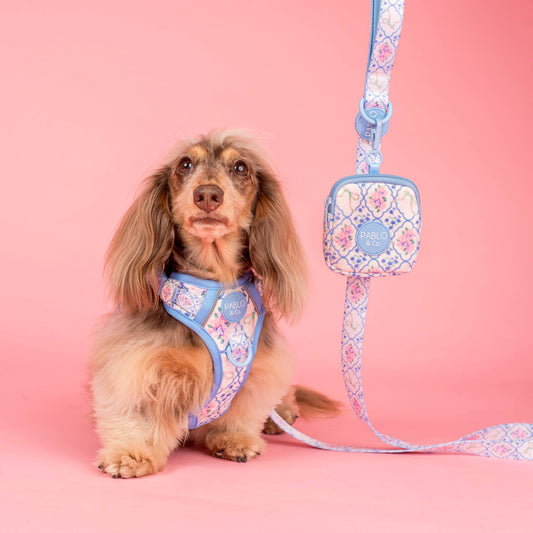 Pétale : Laisse pour chien: 2.5cm