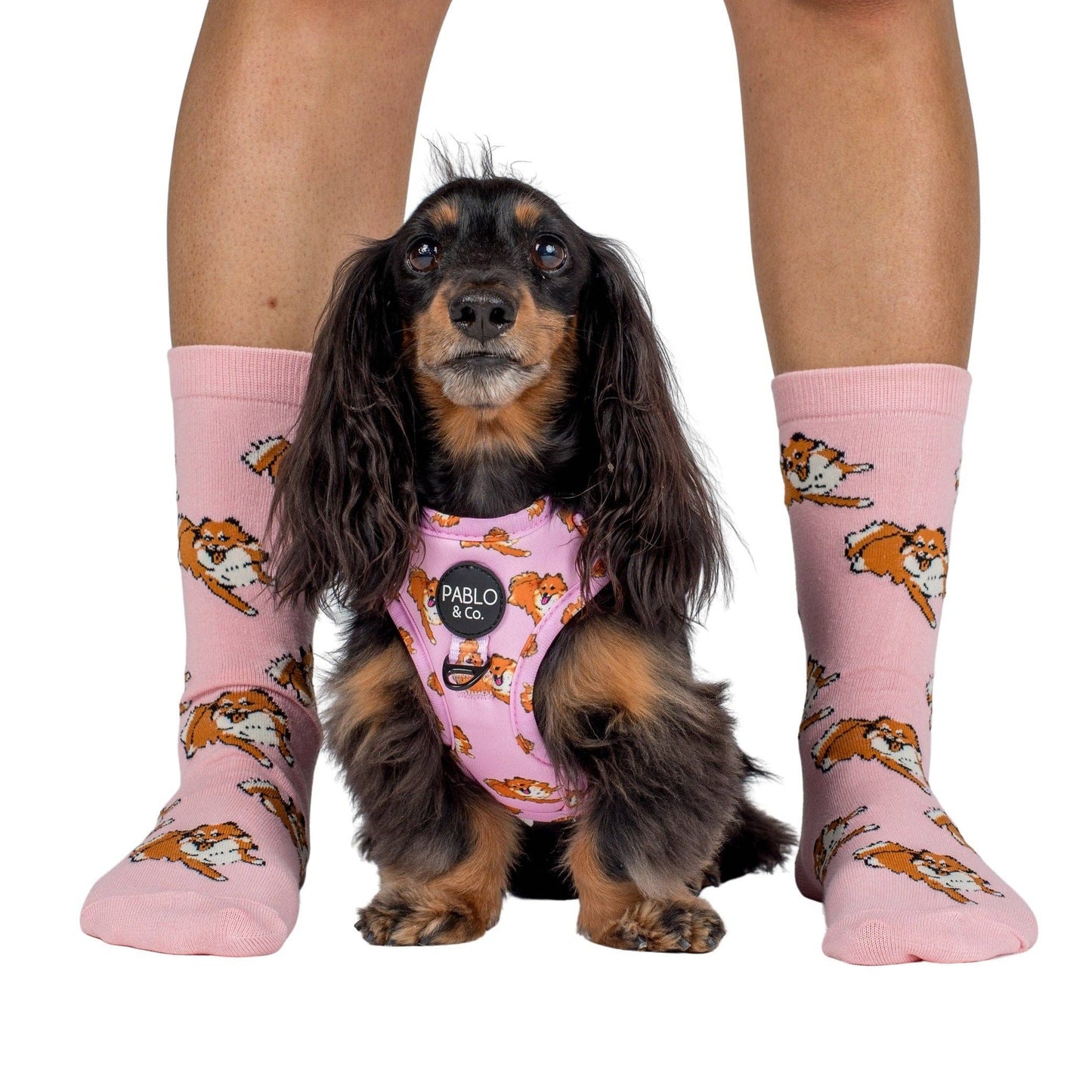 Chaussettes Dog Race: Chihuahua