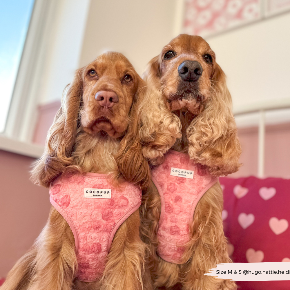 Arnés de cuello ajustable Peony Pup: M