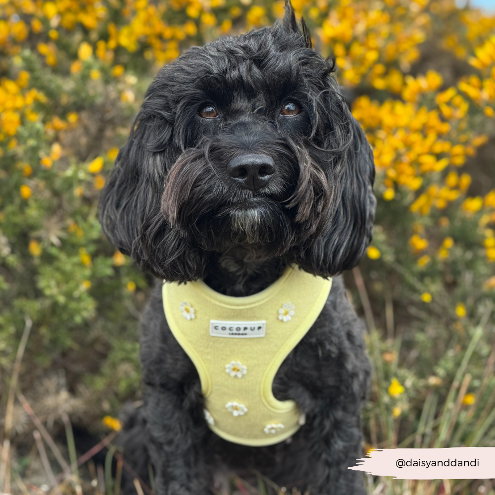 Buttercup Pup Adjustable Neck Harness: M