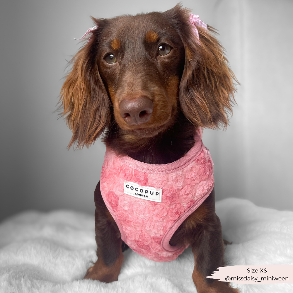 Arnés de cuello ajustable Peony Pup: M